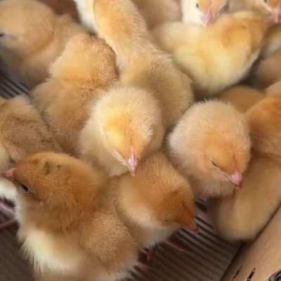 3月14日肉雞及苗雞市場行情評述 苗雞供應偏緊，價格穩中有升