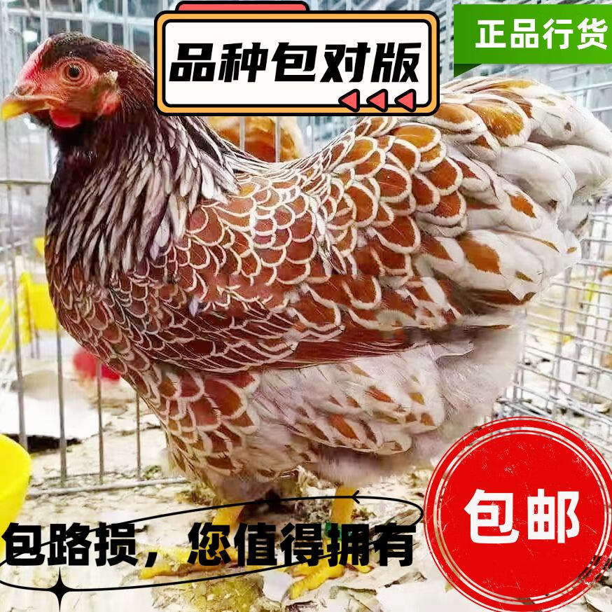 精選五彩懷特雞苗 四到六兩優質魚鱗雞觀賞兼肉用苗雞批發與零售推薦