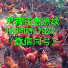 苗雞養成記 從弱不禁風到昂首打鳴