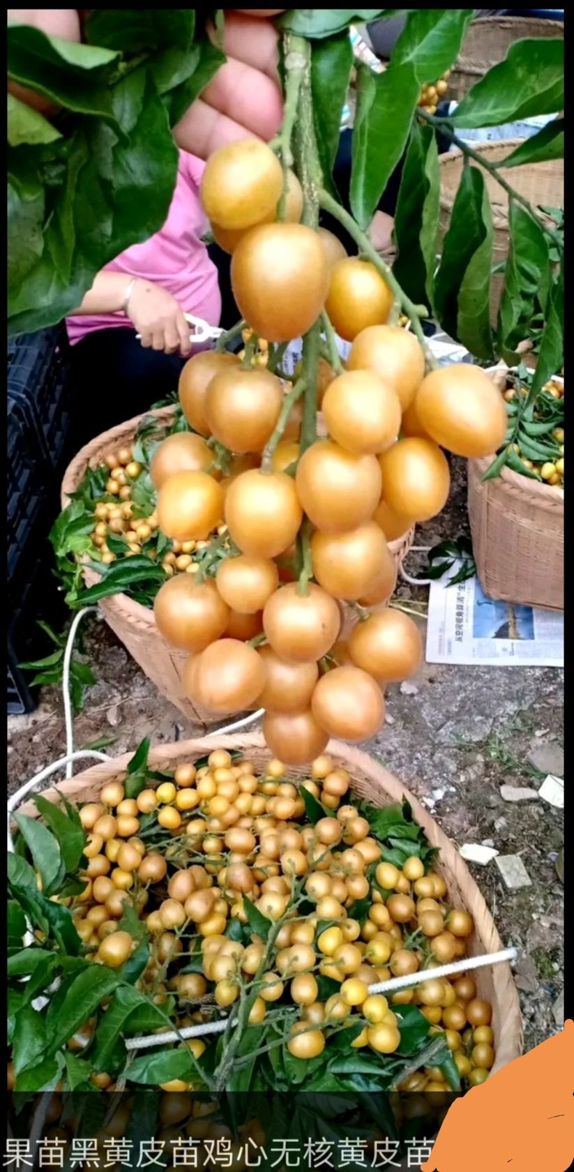 夏日果香 探訪香蜜黃皮果的獨特魅力